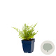 Dryopteris f.-m. 'Lin. Polydactyla' GM  P11