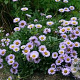 Erigeron glaucus GM  P11