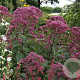 Eupatorium mac. 'Riesenschirm' GM  P11