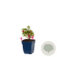 Fuchsia 'Tom Thumb' GM  P11