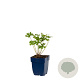 Geranium 'Johnson's Blue' GM  P11