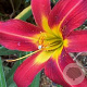 Hemerocallis 'Autumn Red' GM  P11