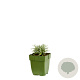 Helichrysum italicum GM  P11