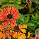 Helenium 'Little Orange' GM  P11