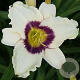 Hemerocallis 'Pandora's Box' GM  P11