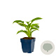 Hosta 'Frances Williams' GM  P11