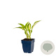 Hosta 'Night Before Christmas' GM  P11