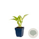 Hosta 'Night Before Christmas' GM  P11