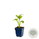 Hosta 'Royal Standard' GM  P11