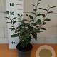 Elaeagnus ebbingei GM C3