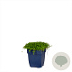 Isotoma fluviatilis GM  P11