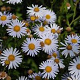 Kalimeris incisa 'Madiva' GM  P11