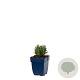 Lavandula ang. 'Dwarf Blue' GM  P11