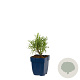 Lavandula ang. 'Munstead' GM  P11