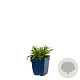 Leontopodium alpinum GM  P11