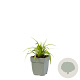 Liriope muscari 'Monroe White' GM  P11