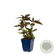 Lysimachia ciliata 'Firecracker' GM  P11