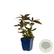 Lysimachia ciliata 'Firecracker' GM  P11