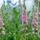 Lythrum sal. 'Blush' GM  P11