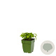 Melissa officinalis GM  P11
