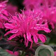 Monarda Balmy Rose GM  P11