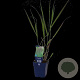 Molinia caerulea 'Black Arrows' GM  P11