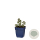 Nepeta 'Purssian Blue' GM  P11