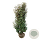 Elaeagnus ebb. 'Compacta' 175-200 cm draadkluit extra