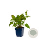Persicaria amplexicaulis GM  P11