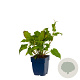 Persicaria amplexicaulis GM  P11