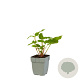Persicaria a. 'White Eastfield' GM  P11