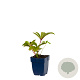 Rodgersia pinnata GM  P11