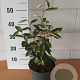 Elaeagnus ebb. 'Limelight' GM C3