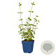 Salvia micr. 'Hot Lips' GM  P11