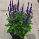 Salvia nem. 'Smash Sky Blue' GM  P11