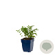 Sanguisorba o. 'Tanna' GM  P11