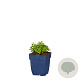 Sedum oreganum GM  P11