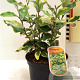 Elaeagnus ebb. 'Viveleg' 80-100 cm 5,0L
