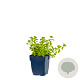 Sedum selskianum GM  P11