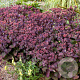 Sedum t. Seduction Cherry Chocolate GM  P11