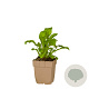 Silene dioica GM  P11