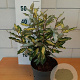 Elaeagnus ebb. 'Viveleg' GM C3