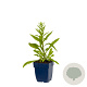 Solidago 'Strahlenkrone' GM  P11
