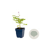 Thalictrum delavayi GM  P11
