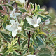 Abelia grandifl. 'Sparkling Silver' 80-100 cm 20L