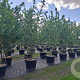 Acer campestre 350-400 cm cont. 130L