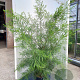 Acacia cognata 175-200 cm 20L