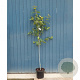 Acer davidii Viper 175-200 cm 20L