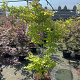Acer pal. 'Summer Gold' 175-200 cm 35L