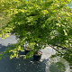 Acer palmatum 150-175 cm 20L